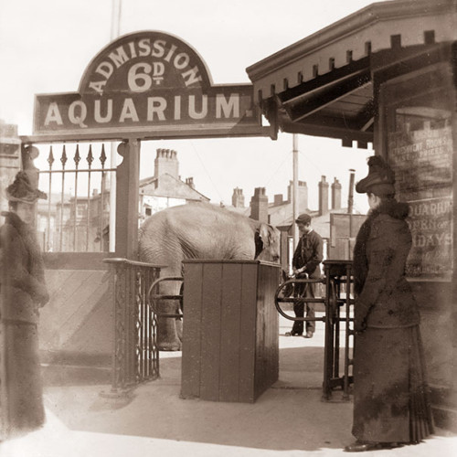 People entering aquarium building with elephant in background.