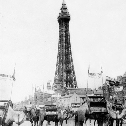 Camels on the beach in front of Blackpool Tower