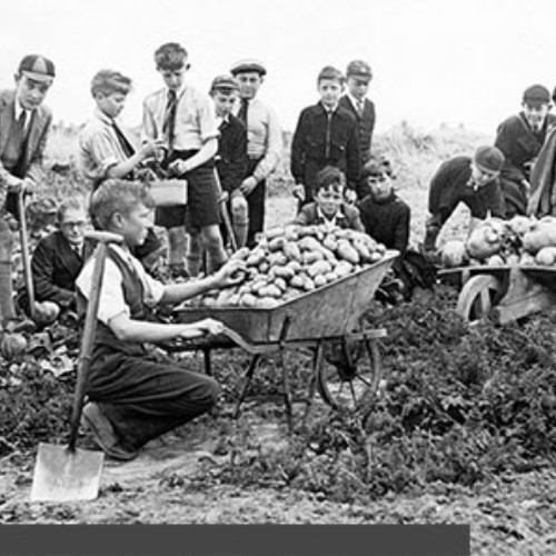 Group of schoolboys digging up vegetables and two filled wheelbarrows.